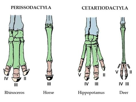 2 Ungulates feet. To the left, the mesaxonic foot of Perissodactyla ...