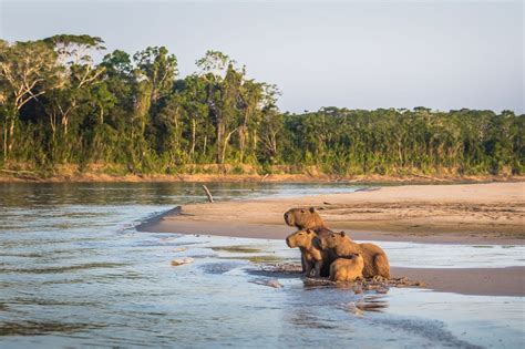 Manu National Park: A First-Timer's Guide - Rainforest Cruises