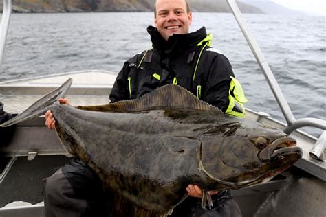 Atlantic Halibut: Species Spotlight | Fishing Holidays | Sportquest ...