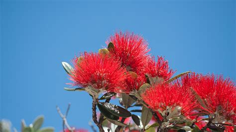 New Zealand Christmas Tree | San Diego Zoo Animals & Plants