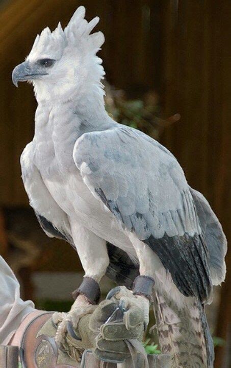 White Harpy Eagle (photo by district of columbia,flickr) look at the size of those talons ...