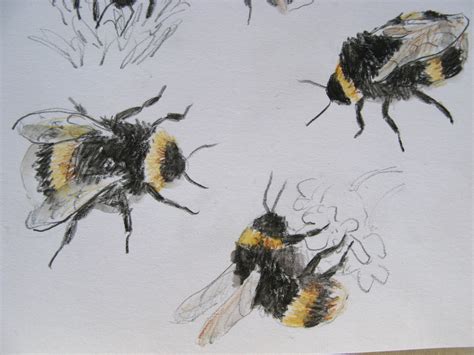 Bumble Bees Drawing at GetDrawings | Free download