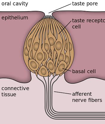 Taste Buds | Anatomy, Function & Location | Study.com