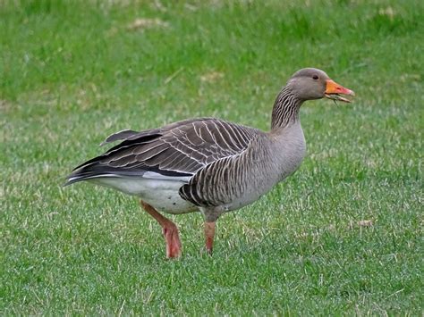 Greylag Goose from Southern Peninsula Region, Iceland on April 30, 2019 at 03:45 AM by K.A ...