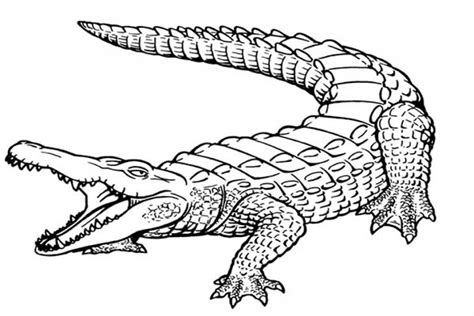 20+ Free Printable Alligator Coloring Pages - EverFreeColoring.com