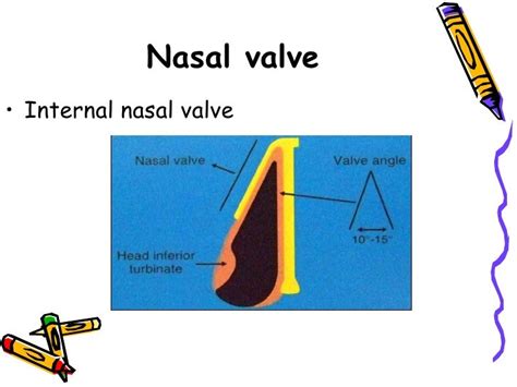 Surgical Anatomy Of The Nose