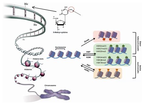 Cancers | Free Full-Text | Is Glioblastoma an Epigenetic Malignancy?