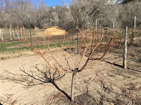 Fruit Tree Pruning at Its Best: Four Common Fruit Tree Pruning Forms