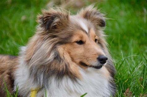 15 Stunning Sable Color Dog Breeds!