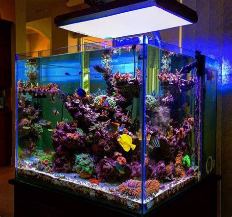 Saltwater Aquarium Setup, Coral Reef Aquarium, Saltwater Fish Tanks, Home Aquarium, Aquarium ...