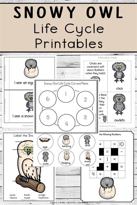 Snowy Owl Life Cycle Printables | Owl life, Life cycles, Snowy owl