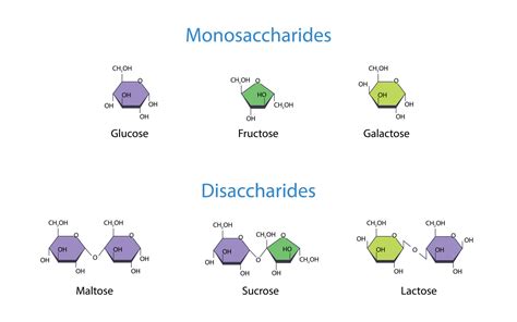 Monosaccharides and Disaccharides Scientific vector illustration 29331762 Vector Art at Vecteezy