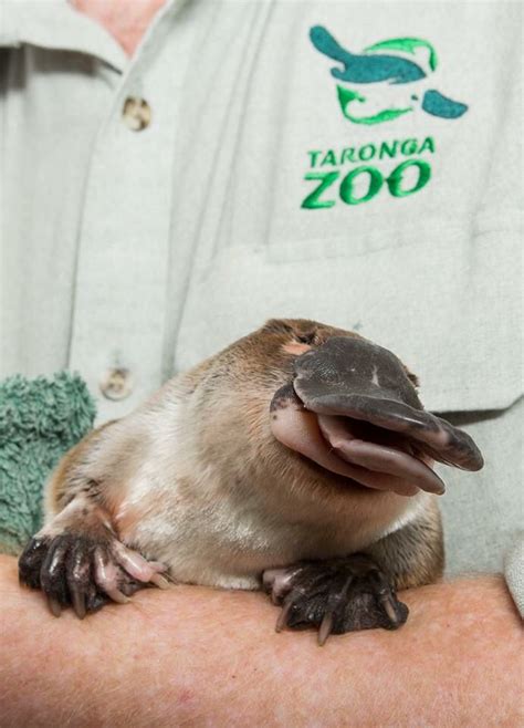 Platypus | Cute animals, Weird animals, Animals beautiful