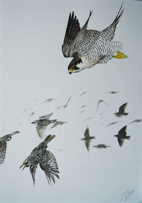 Peregrine Falcon Hunting Technique