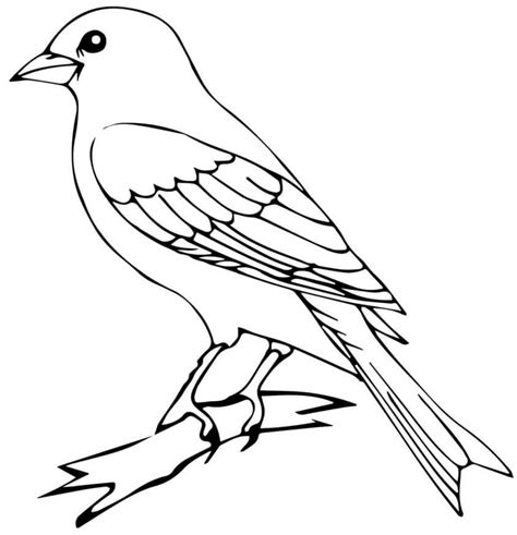 Lindo Pájaro Canario Canto en Árbol para colorear, imprimir e dibujar –ColoringOnly.Com