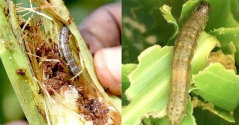 How To Control Fall Armyworm in Maize- ToAgriculture