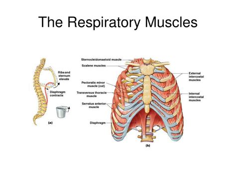 Muscles Of Respiration Diagram