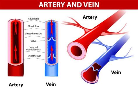 Artery vs. Vein | Biology Dictionary