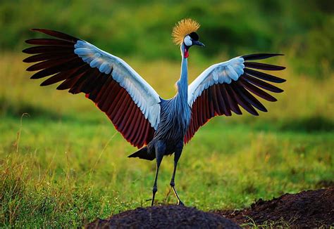 Discover the Grey Crowned Crane: A Majestic Bird Adorned with Its ...