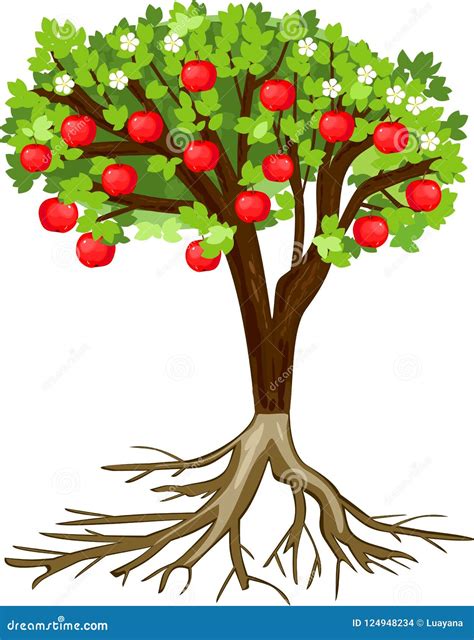 Apple Tree with Root System, Flowers, Fruits Isolated on White ...