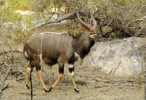 Malawi – Nyalas