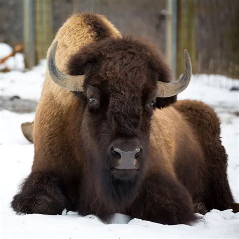 American Bison Facts for Kids - Education site