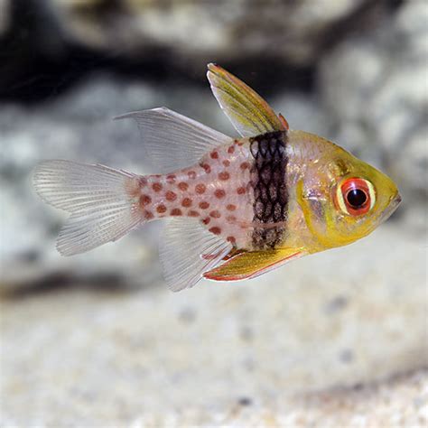 Pajama Cardinalfish: Saltwater Aquarium Fish