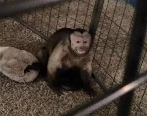 Exotic Monkeys Confiscated in Pasco