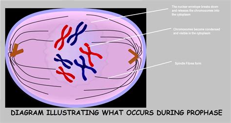 The phase of mitosis during which the mitotic spindle begins to form is the phase of mitosis ...