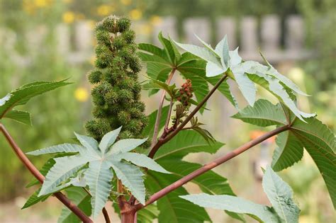 野外有毒植物:蓖麻 - 野人部落