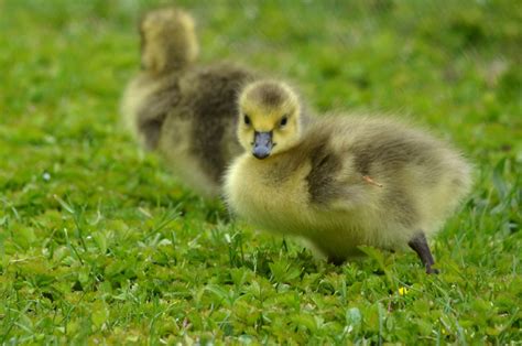 Woods Walks and Wildlife: Baby Geese Are Seriously Adorable