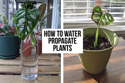 How Propagate Plants | Plant Water Propagation Guide - Schimiggy