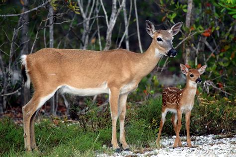 Key Deer Fawn | Noni Cay Photography