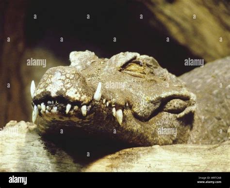 Crocodile Rock High Resolution Stock Photography and Images - Alamy