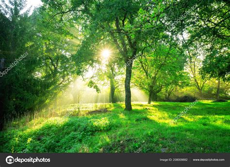 84 Background Nature Morning Pictures - MyWeb