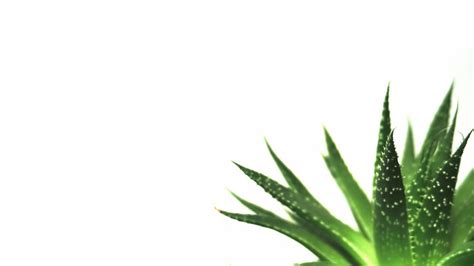 Minimalist Plant Wallpapers - Top Free Minimalist Plant Backgrounds - WallpaperAccess