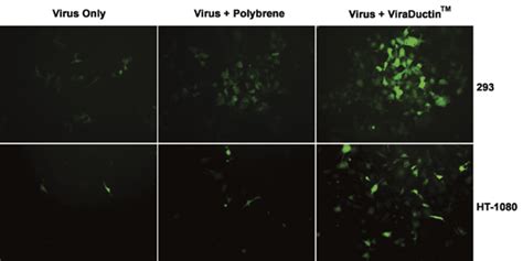 Lentivirus Transduction | Cell Biolabs, Inc.