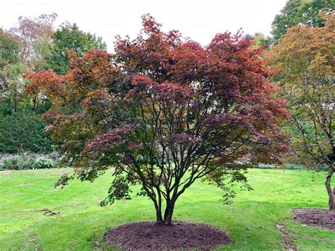 Buy Acer palmatum Emperor 1 Red Japanese Maple – Mr Maple │ Buy Japanese Maple Trees