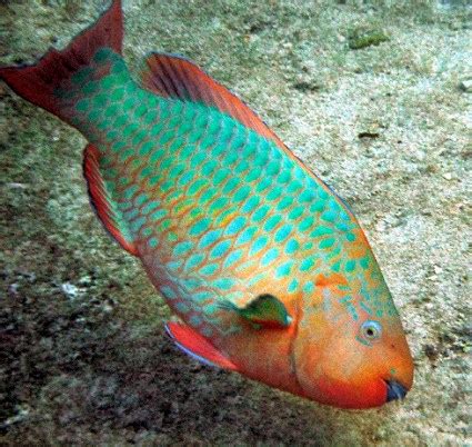 Rainbow Parrotfish | Mexico – Fish, Birds, Crabs, Marine Life, Shells and Terrestrial Life