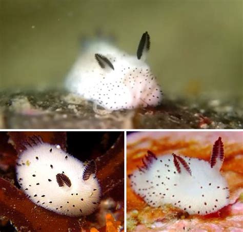 Sea rabbit, Cute animals, Animals beautiful