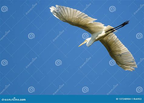 Great Egret Flying in a Blue Sky Stock Photo - Image of animal, eyes: 137248904