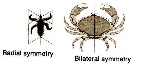 Animals With Bilateral Symmetry - img-Baback