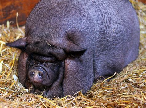 Morbidly Obese Pig Maybelle, Who Needs to Lose 80 Lbs., Is So Overweight, a Roll of Fat Covers ...