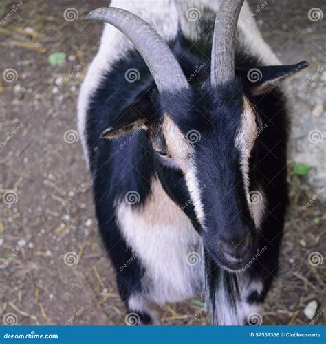 Horned Nigerian Dwarf Goat stock photo. Image of camera - 57557366