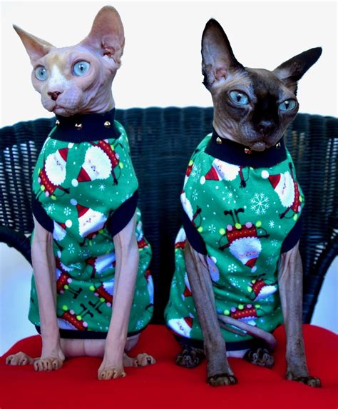 Pin by Maureen Mendel on Cats | Black sphynx cat, Sphynx cat, Cat costumes