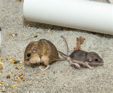 Help for Pacific Pocket Mice | San Diego Zoo Kids