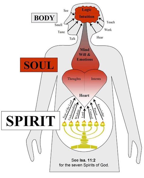 Diagram Of Spirit Soul And Body Of Man