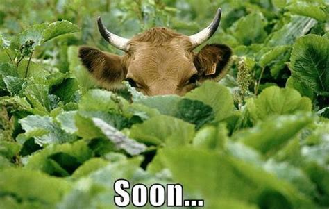 17 Funny animal "Soon" pictures (17 pics) | Amazing Creatures