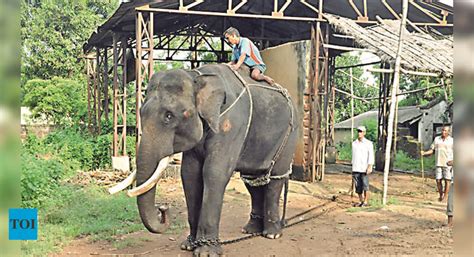 Odisha’s 1st Kumki Elephant Nandan Dies | Bhubaneswar News - Times of India