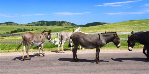 Custer State Park, South Dakota - Tioga Tours